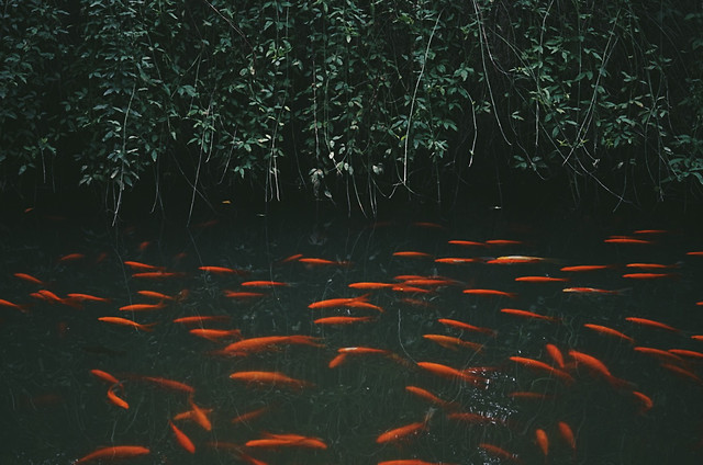 fish-water-underwater-no-person-desktop 图片素材
