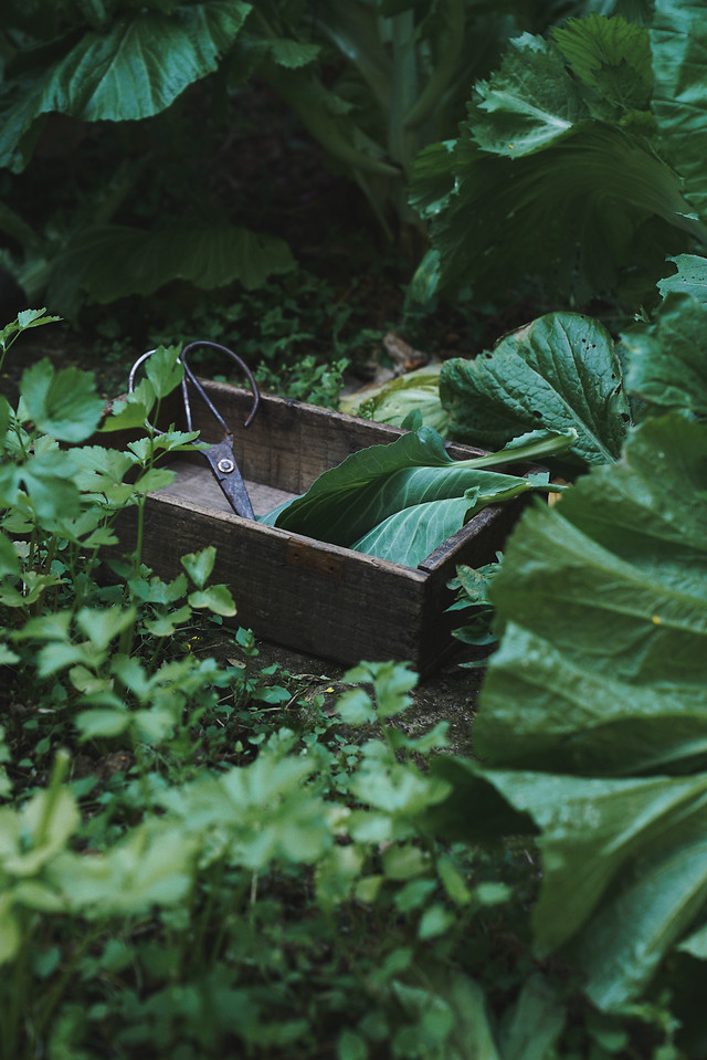 leaf-no-person-food-grow-green picture material