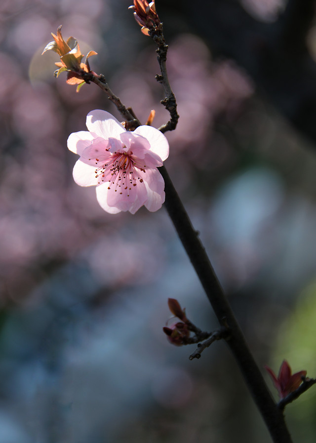 flower-no-person-branch-nature-apple picture material