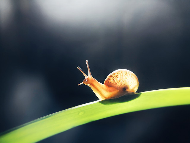 no-person-nature-leaf-snail-snails-and-slugs 图片素材