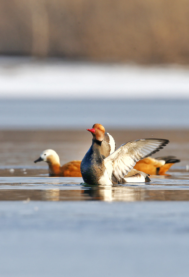 bird-wildlife-duck-waterfowl-animal picture material