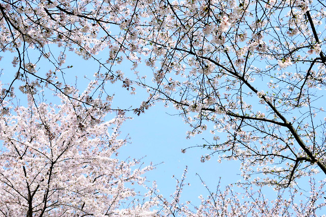 tree-branch-cherry-season-winter 图片素材