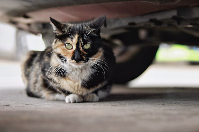 花猫 picture material