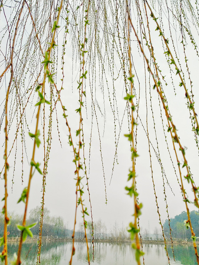 nature-no-person-leaf-water-summer 图片素材