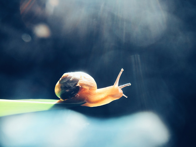 blur-no-person-water-snails-and-slugs-outdoors picture material