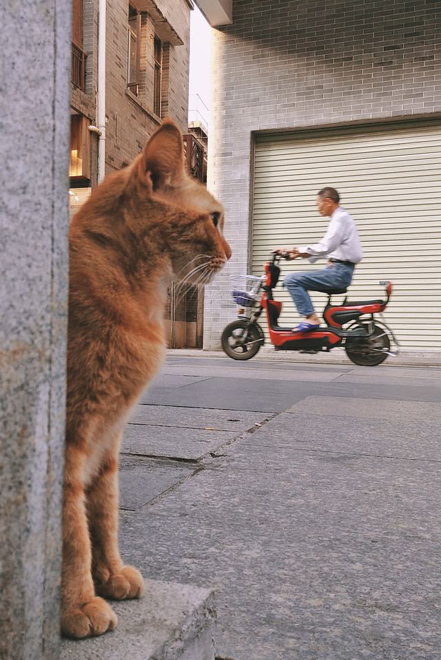 cat-street-portrait-pet-one picture material