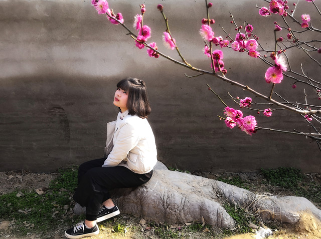 flower-people-pink-tree-cherry picture material