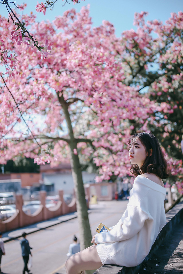 flower-cherry-tree-plant-nature 图片素材