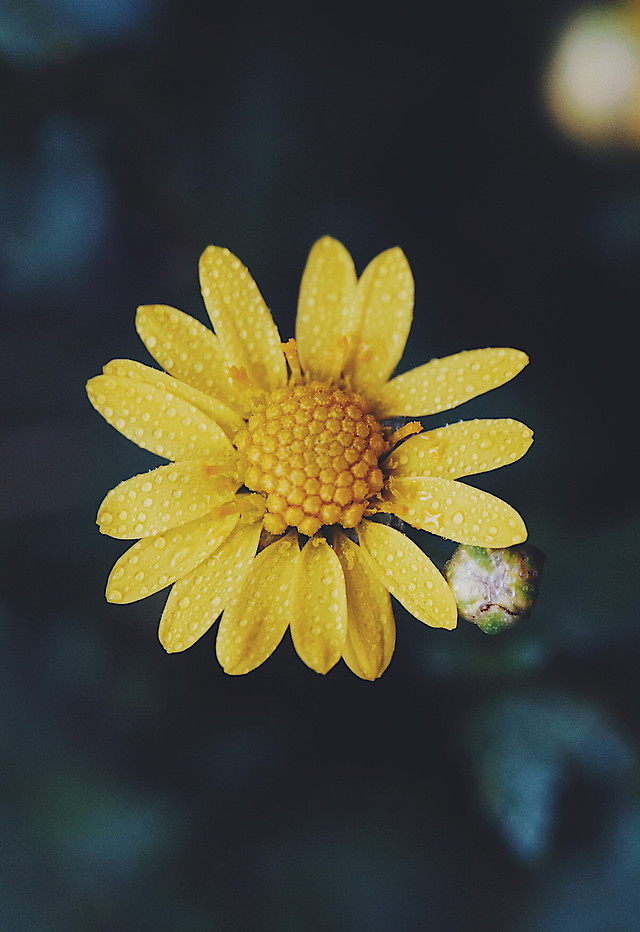 nature-no-person-flower-flora-summer 图片素材