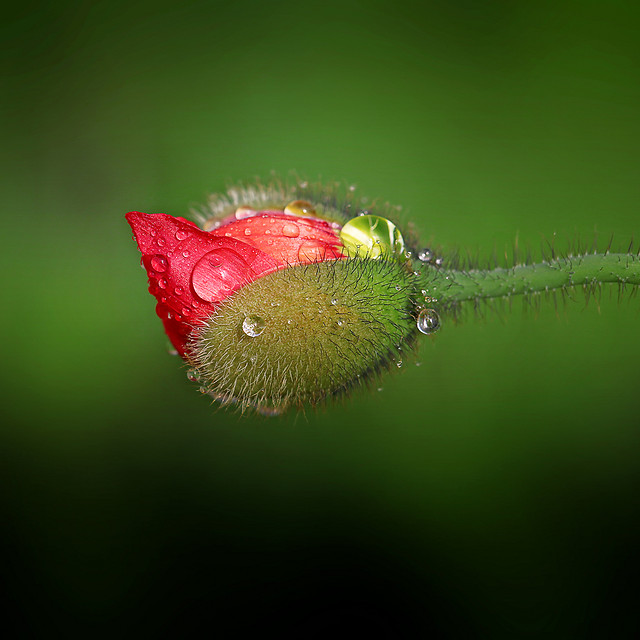 nature-no-person-summer-flower-color picture material