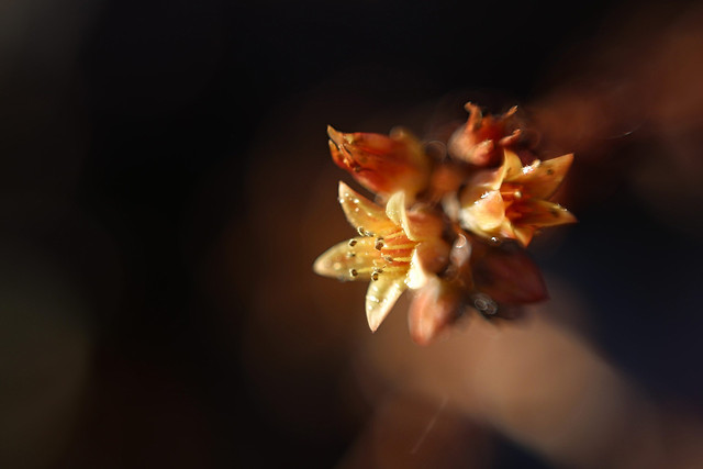 no-person-blur-flower-leaf-nature picture material