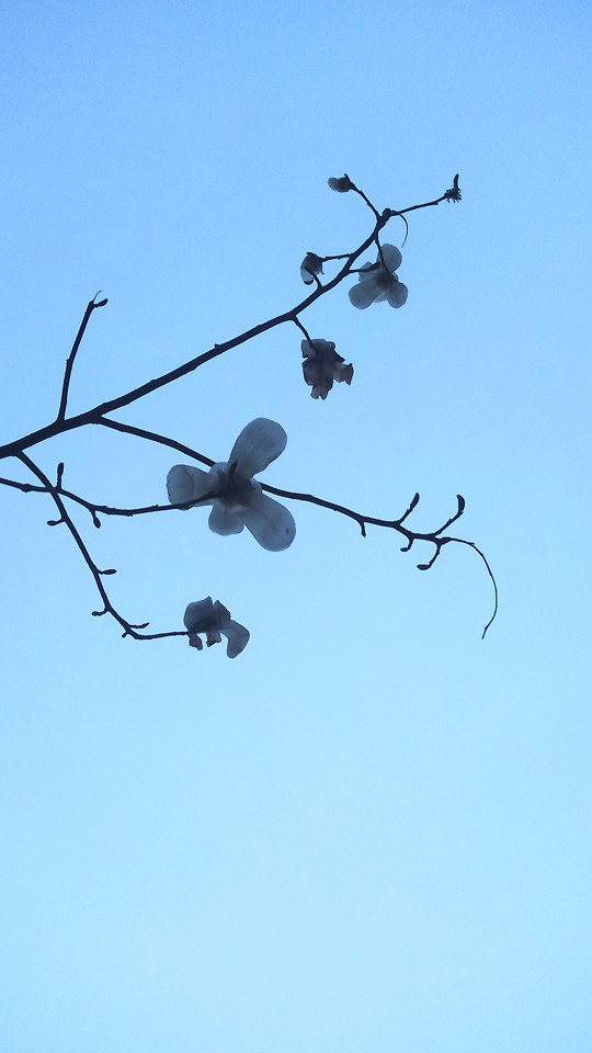 sky-no-person-branch-nature-bird 图片素材