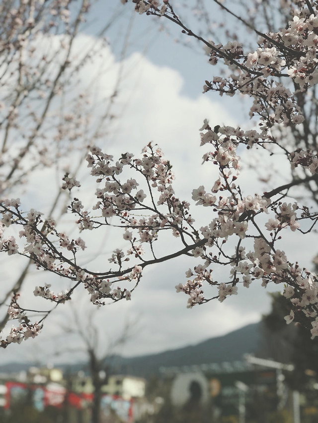 tree-cherry-branch-flower-winter 图片素材