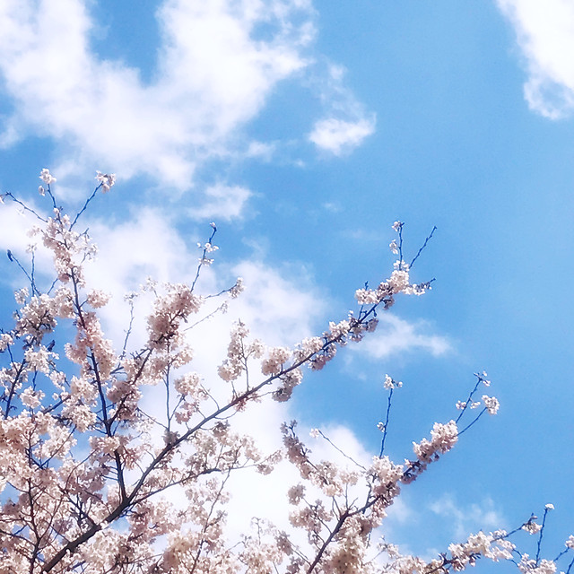 tree-branch-cherry-winter-flower 图片素材