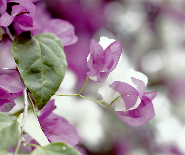 nature-flower-leaf-flora-garden 图片素材