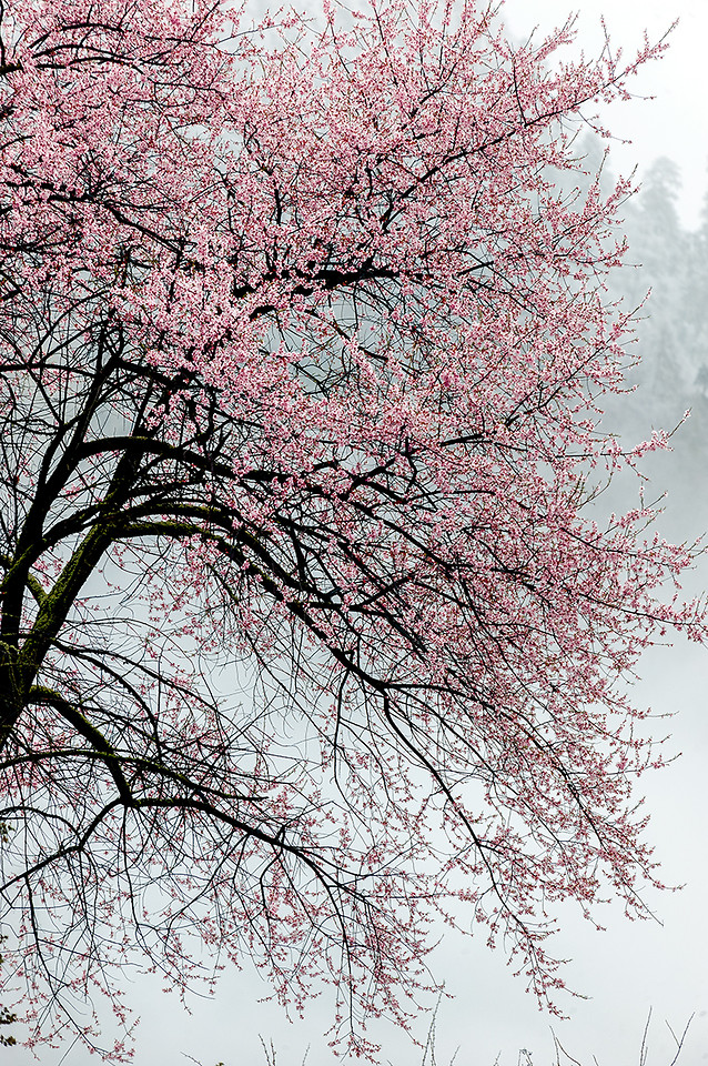 cherry-branch-tree-season-winter 图片素材