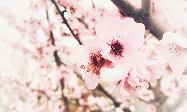 flower-cherry-nature-no-person-tree picture material