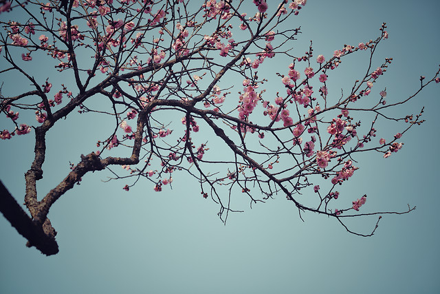 branch-cherry-tree-winter-flower 图片素材
