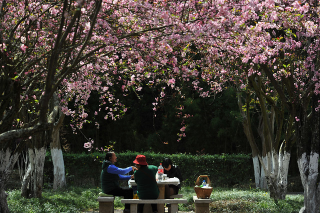 flower-tree-plant-landscape-outdoors 图片素材