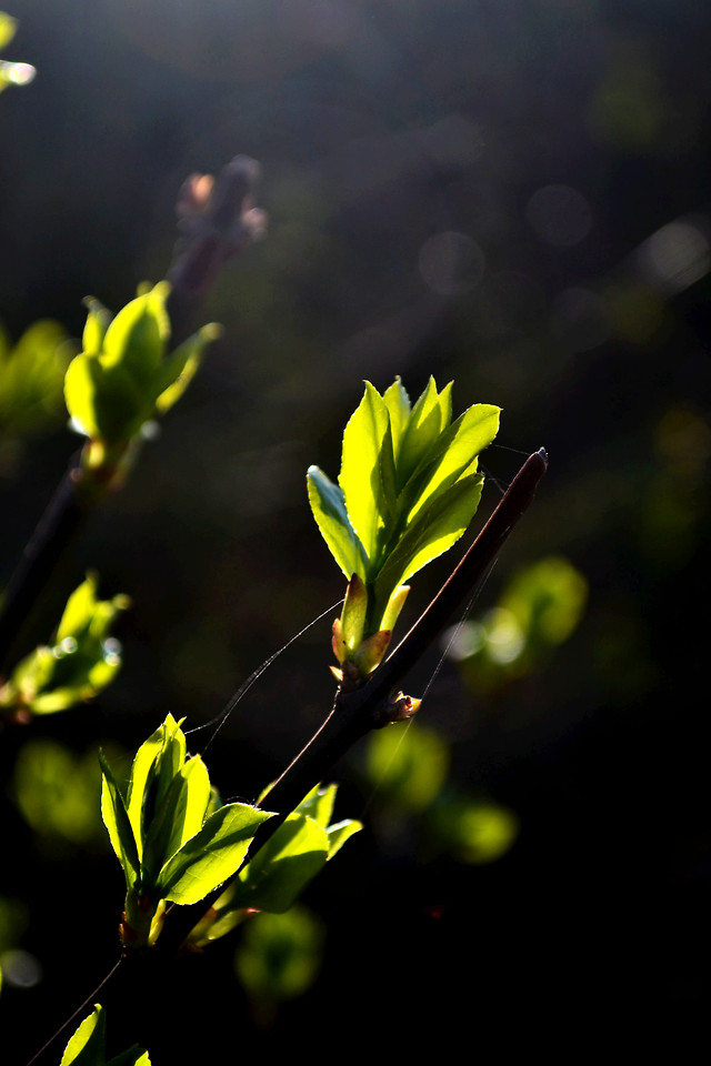 nature-leaf-flora-flower-growth 图片素材