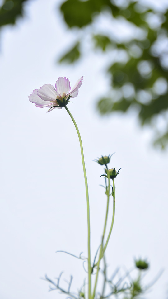 flower-nature-summer-no-person-growth 图片素材
