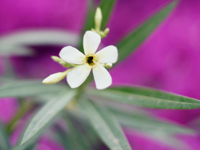 nature-flower-flora-leaf-summer 图片素材