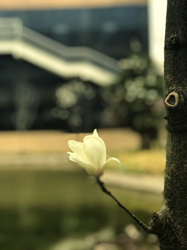 nature-tree-flower-park-outdoors picture material