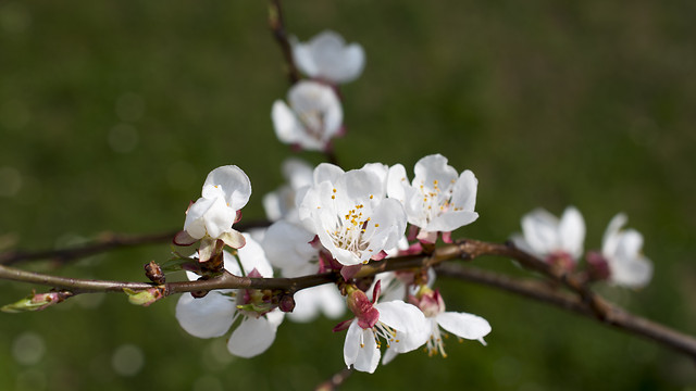 flower-cherry-tree-nature-apple 图片素材