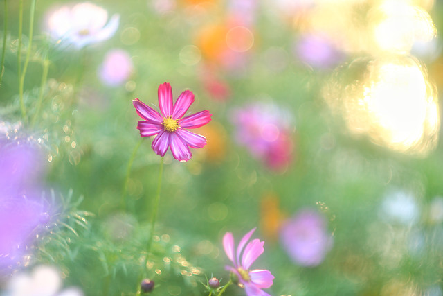 flower-nature-summer-bright-no-person picture material