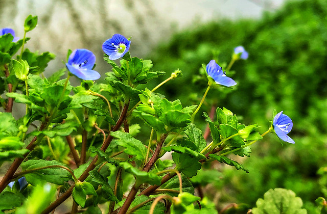 leaf-nature-flora-garden-no-person picture material