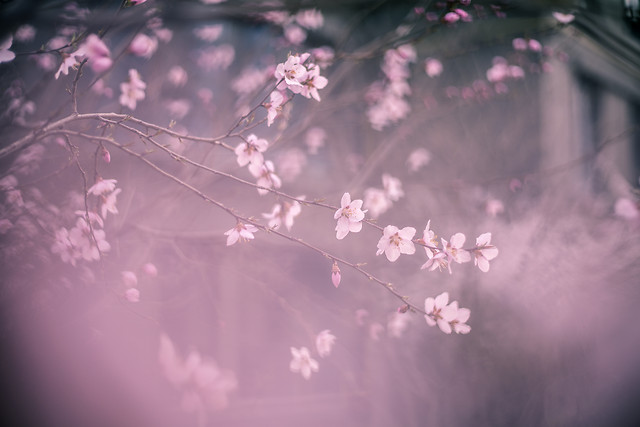 flower-cherry-tree-branch-blossom picture material