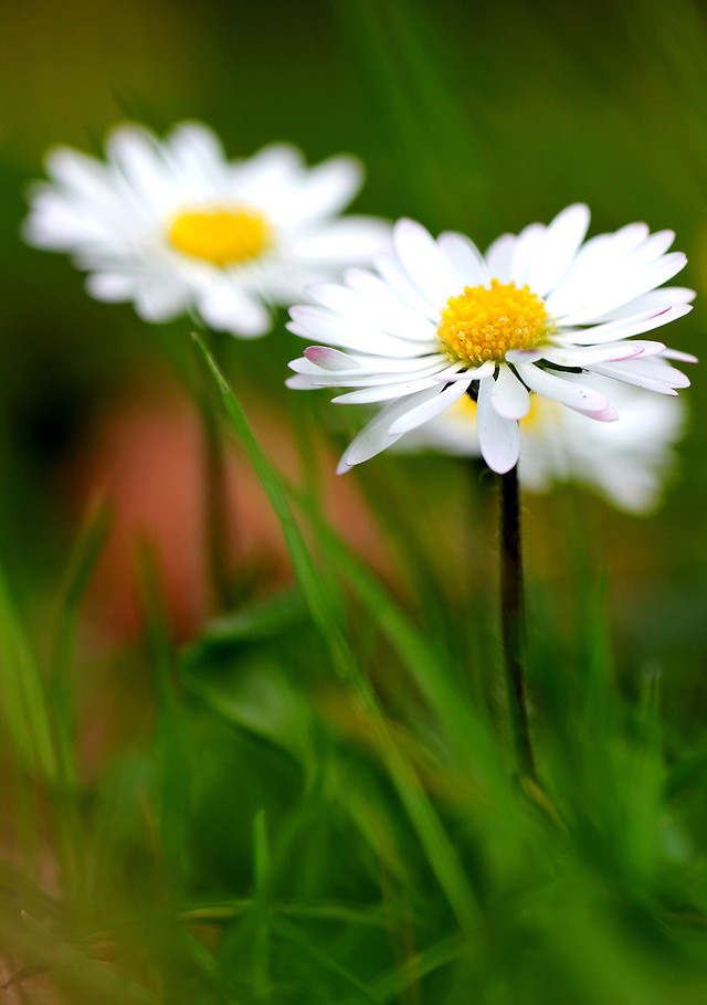 nature-flower-summer-grass-flora 图片素材