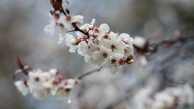 cherry-nature-flower-branch-tree 图片素材