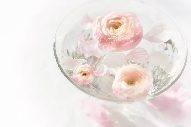 flower-rose-pink-glass-no-person picture material