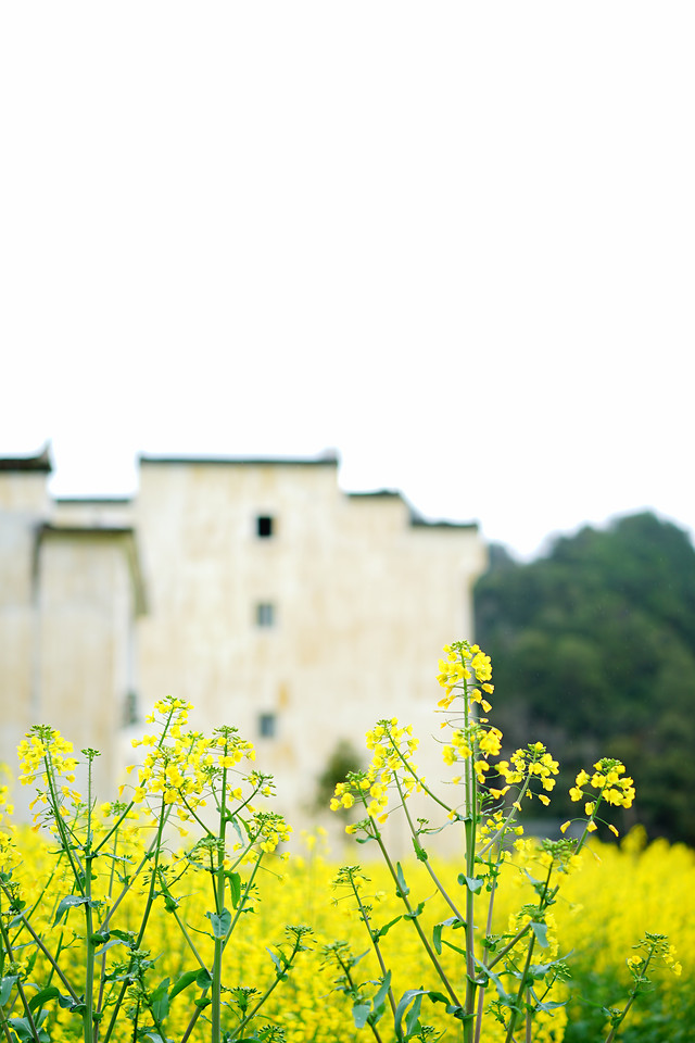nature-flower-no-person-summer-yellow 图片素材