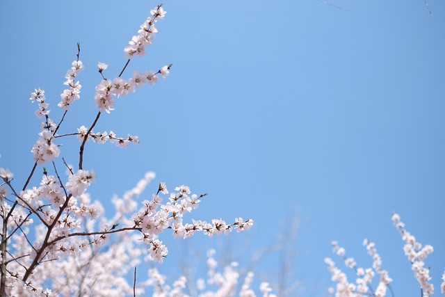 winter-cherry-branch-snow-nature 图片素材