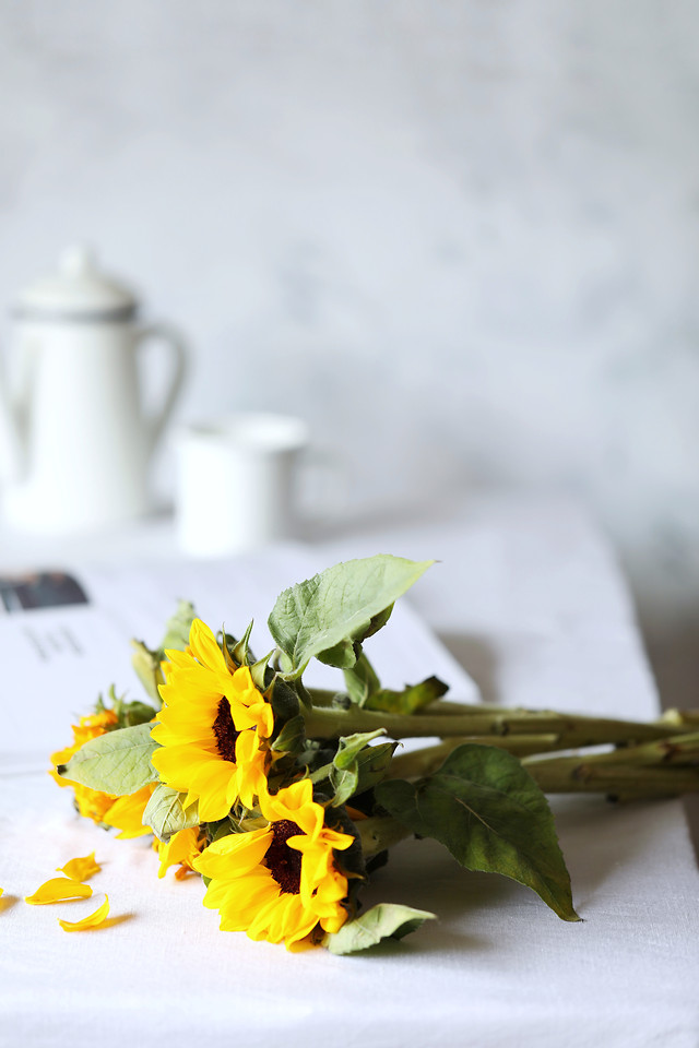 no-person-leaf-flower-still-life-nature picture material