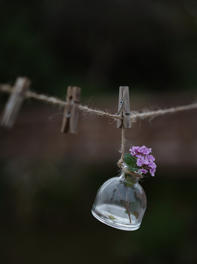 flower-no-person-apple-fence-blur 图片素材
