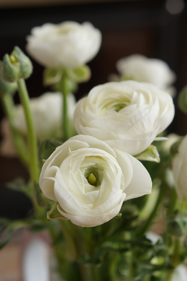 bouquet-wedding-flower-rose-romance 图片素材