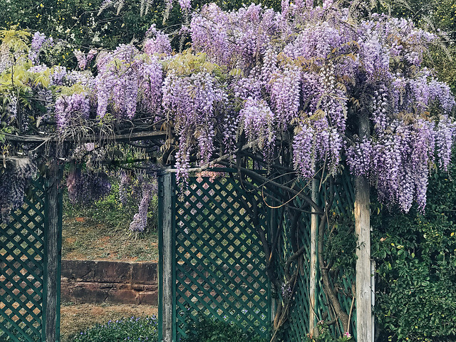 flower-nature-flora-tree-plant 图片素材