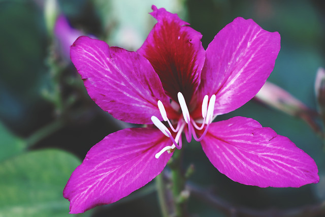 flower-nature-flora-no-person-leaf 图片素材