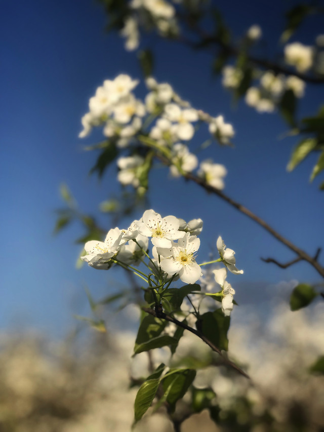 flower-nature-flora-tree-branch picture material