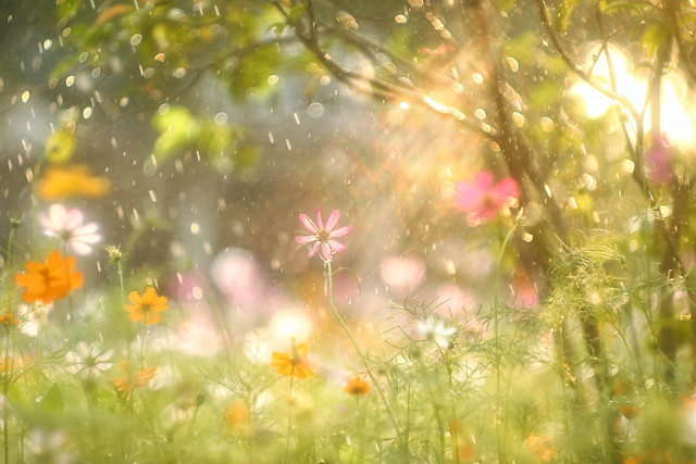 flower-blur-sun-bright-nature picture material