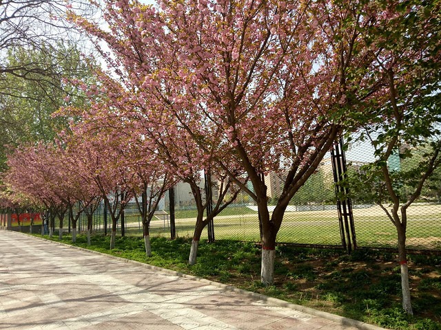 tree-park-landscape-branch-nature 图片素材