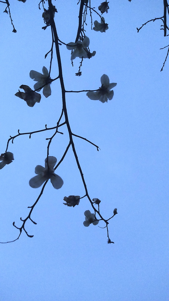 no-person-bird-branch-nature-tree 图片素材