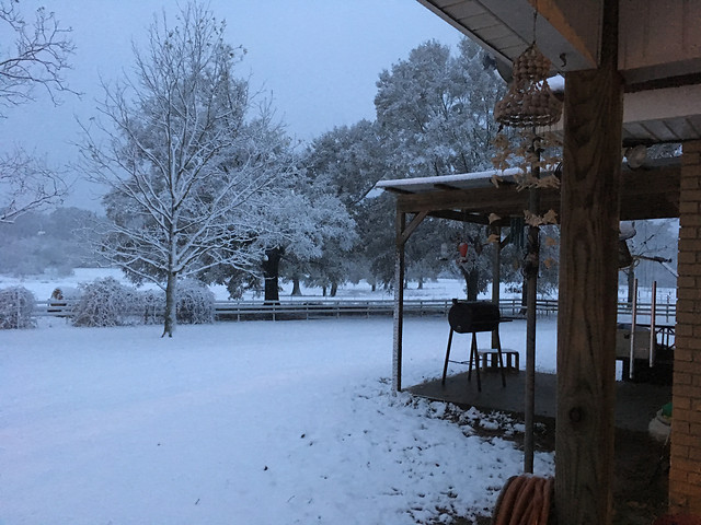winter-snow-cold-wood-tree 图片素材