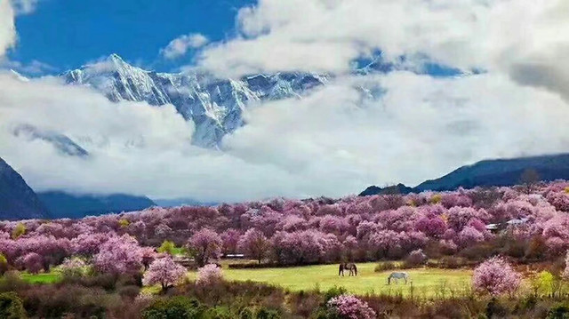landscape-nature-tree-sky-mountain 图片素材