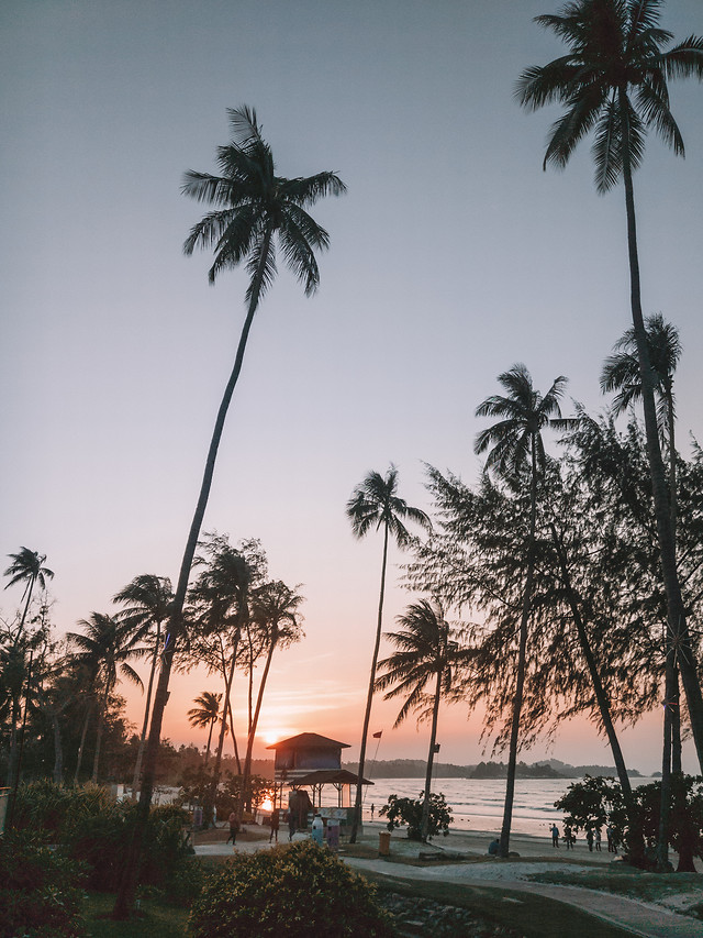 palm-beach-resort-tropical-tree 图片素材