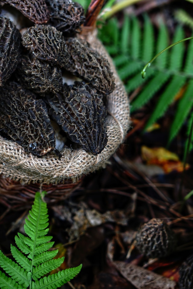 morel-plant-tree-leaf-terrestrial-plant picture material