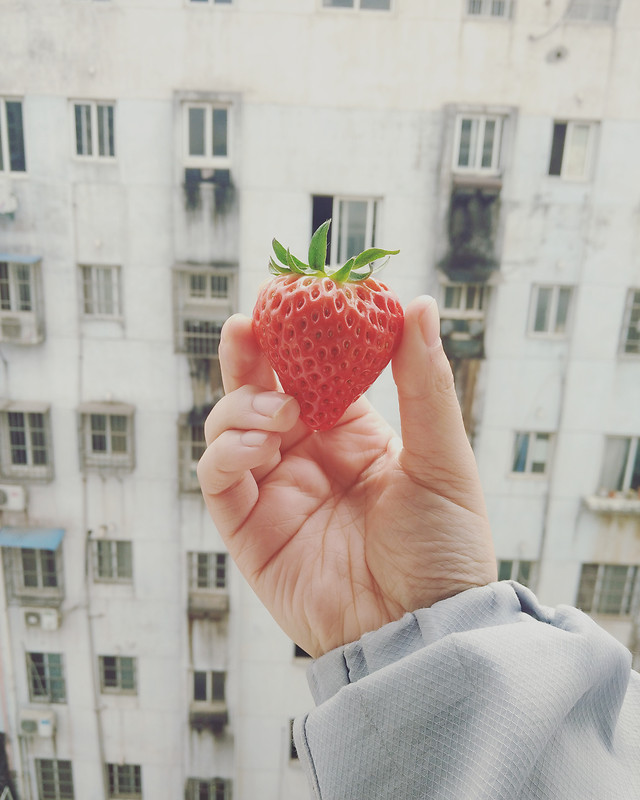 strawberry 图片素材
